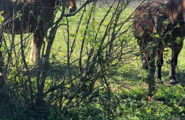 Logement B / Clos des Saunières - Foto 44