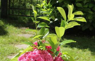 Ferienwohnung Nienhagen - Foto 22