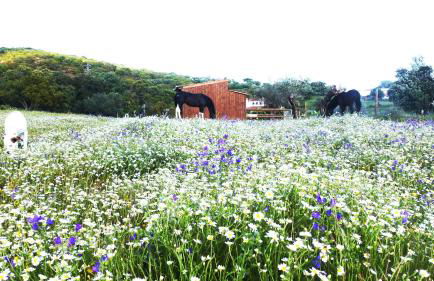 Sharish - Monte Das Estevas - Foto 37