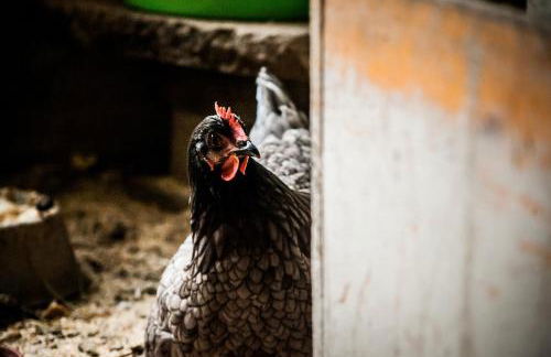 Ferienwohnung am Hirschenmoor - Foto 39