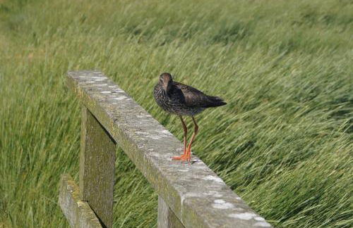 Ferienkate Kap Eiderstedt - Foto 16