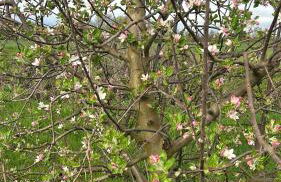 agriturismo zibramonda - Foto 39