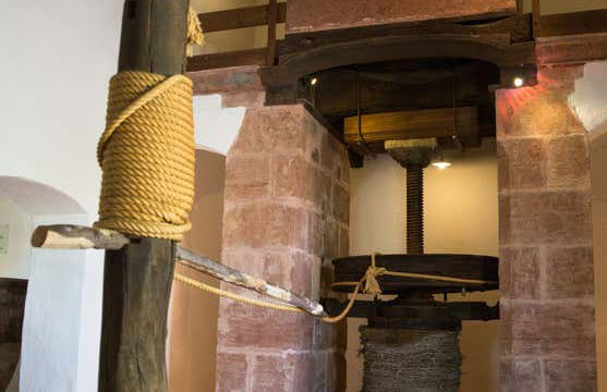 Visita guiada por el Museo del Olivo + Cata de aceites - Foto 3