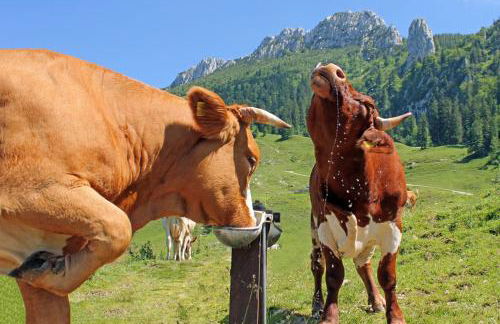 Alm-Chalets-Samerberg - Foto 65