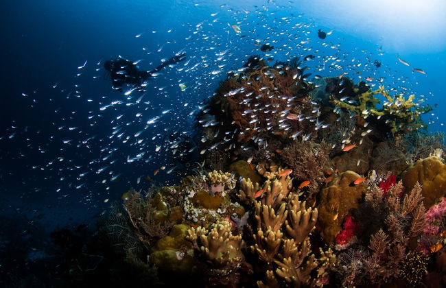 Villa Lotus - Foto 34