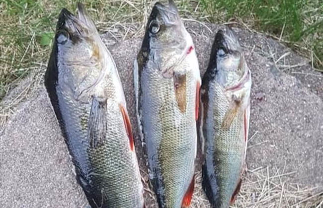 6 Person Holiday Home in Bengtsfors-by Traum - Foto 12