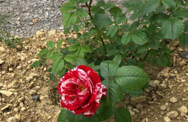 Villa MaLou - Foto 36