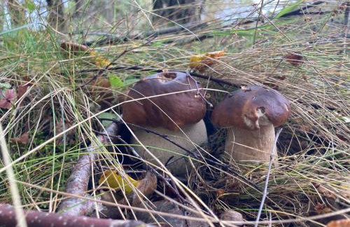 Willa w Brzozach Sznurki Spokojna 1 - Chmielno, Kaszuby, dom, jezioro - Foto 43