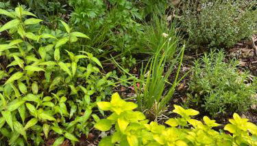 Studio GîTE COSY sur Jardin - Foto 5