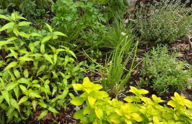 Studio GîTE COSY sur Jardin - Foto 5