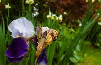 Modernised seven bedroom country house and garden with hot tub - Foto 60