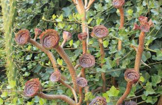 Apartments by the sea Zaklopatica, Lastovo - 8347 - Foto 8