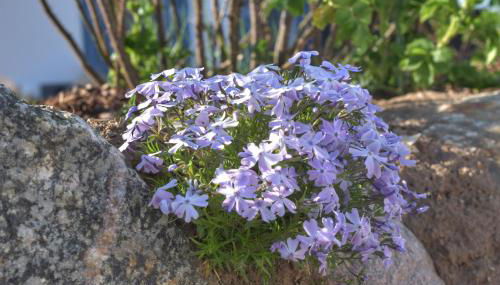 Emilias Hüs, Reethaus in der Bucht von Wismar - Foto 5