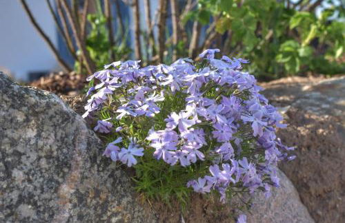 Emilias Hüs, Reethaus in der Bucht von Wismar - Photo 5