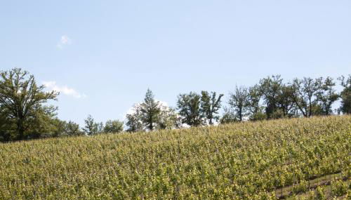 Palazzo Tronconi agriturismo - Foto 5