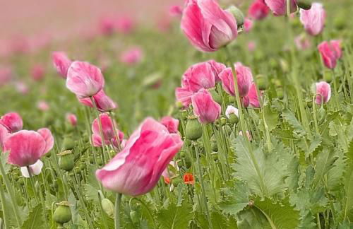 Ferienwohnung Renke - Foto 11