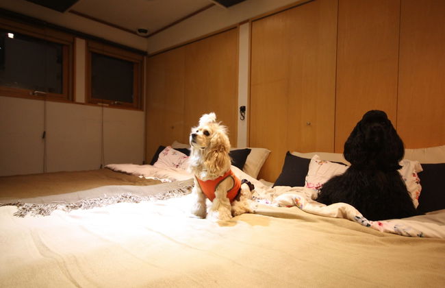 Sapporo Dome Front House - Photo 29