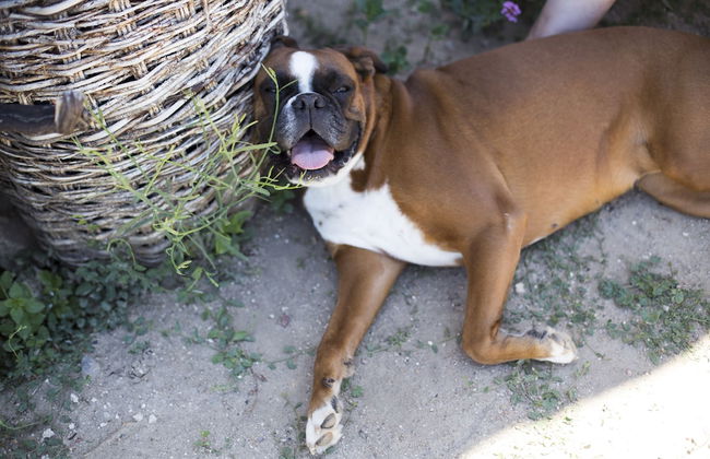 Posada Real del Buen Camino - Foto 24