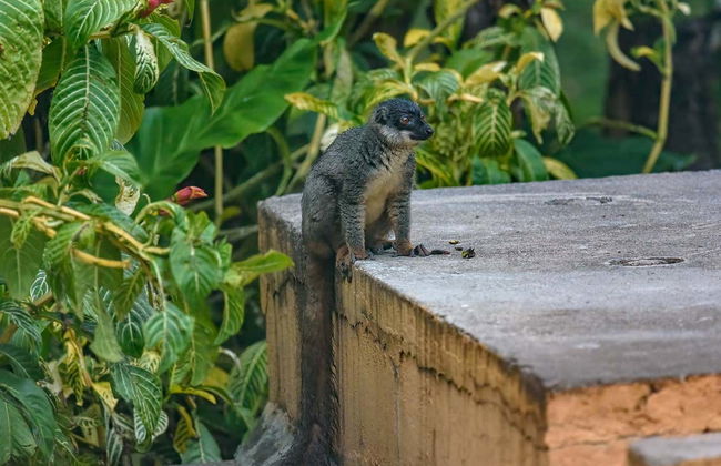 Escursione privata alle riserve di Analamazoatra e Vakona - Foto 1