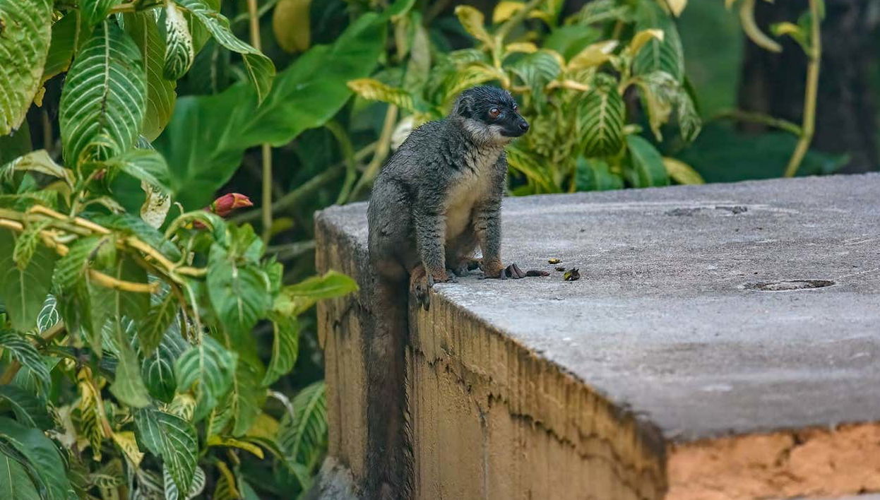 Hang out with them in their natural habitat!