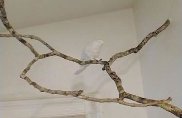 Gingerbird Art Suite - Foto 57