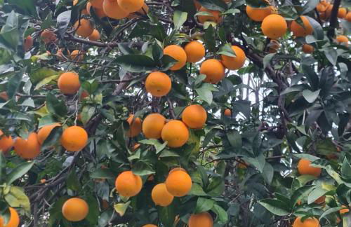 CASA ROSELLINA SORRENTO - Photo 20