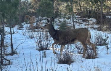 Misty Mountain Colorado - Foto 34
