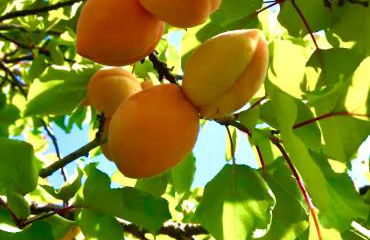 Casa degli Albicocchi - near Venice - whole house with garden and free Prkg - Foto 9