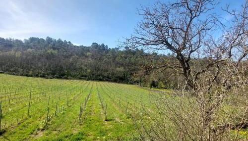 Bel appartement domaine viticole - Photo 5