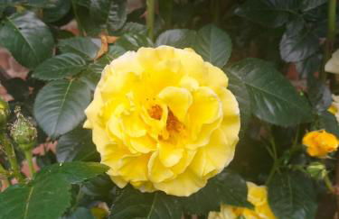 Le Aromatiche, appartamento in cascina con giardino - Foto 18