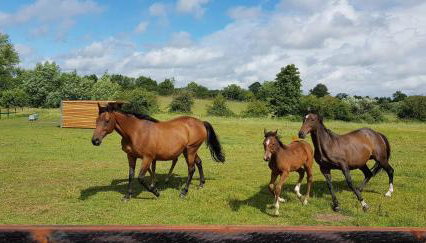 The Acorn - Roudham Norwich - Foto 4