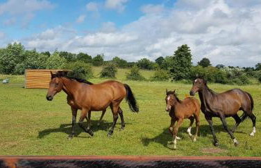 The Acorn - Roudham Norwich - Foto 4