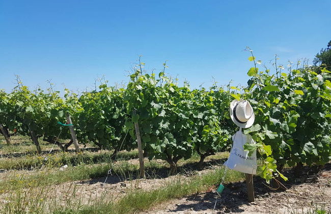 Loire Valley Wine Tour - Photo 3