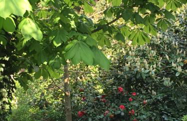 Saarlouis Innenstadt im Grünen - Foto 42