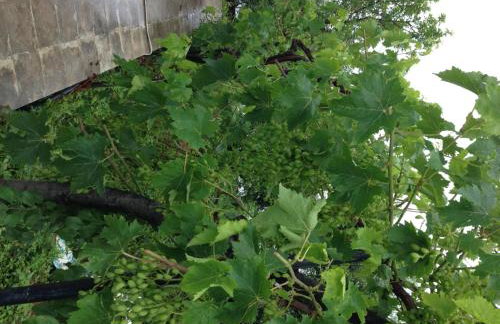 George Paradise - Foto 17