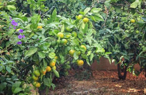 Seaside apartments with a swimming pool Prigradica, Korcula - 9290 - Foto 15