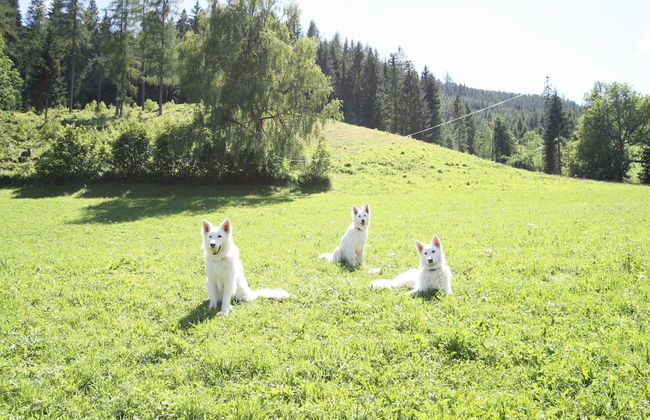 Sprawling Mansion Near Ski Area in Salzburg - Foto 35