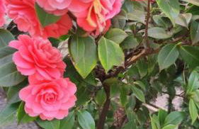 Appartements Villa Fortuna - Foto 14