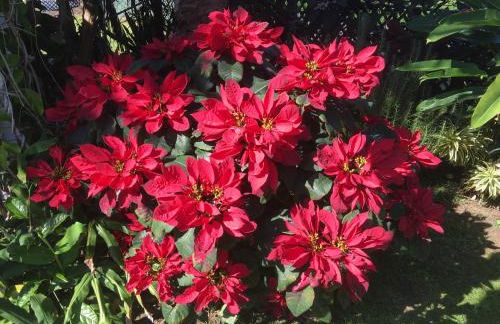 Mediteranean style Ohana Rental / Garden Bungalow in Pahoa - Photo 29