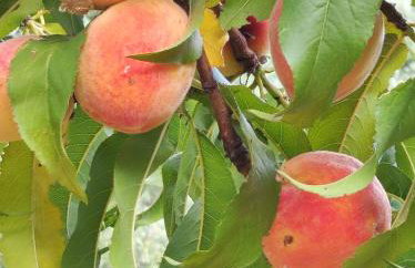 Anatolika Stamatis Paradise - Photo 36