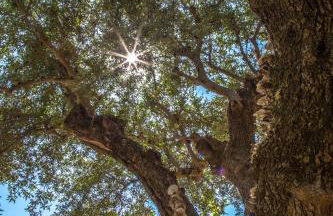 Eftychia Cottage House - Foto 68