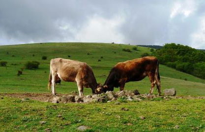 La Colmenita - Foto 16