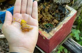 Vale das Rainhas - Photo 22