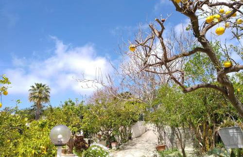 Residence Limoneto Ischia - Foto 40