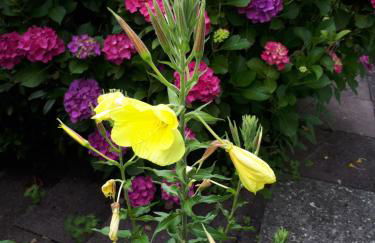 Rottgarten - Foto 16