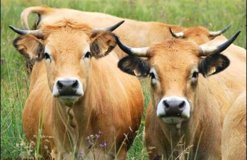 Lozère Aubrac Margeride Promo - Foto 19