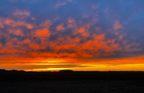 Weinrebe Oberhermsdorf nahe Dresden - Foto 17