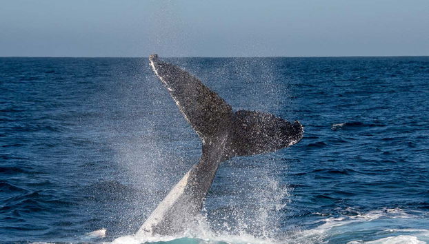 La coda di una balena