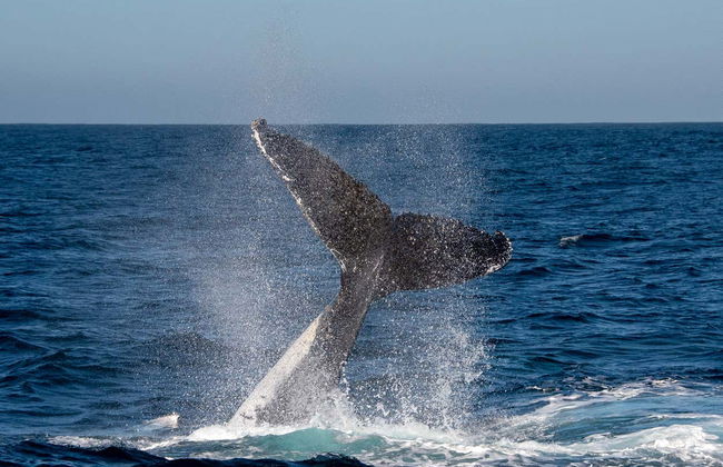 Avistamiento de ballenas en Knysna - Foto 1