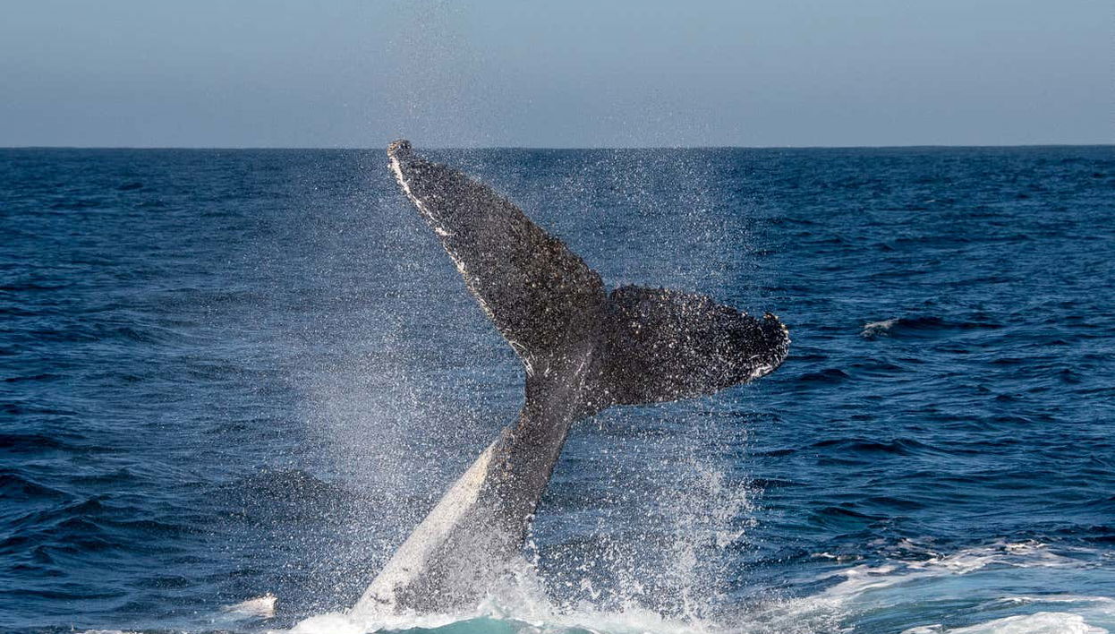 La coda di una balena